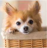 ペットと暮らす